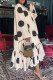Apricot Casual Print Polka Dot Patchwork Backless Flounce Fold O Neck Straight Dresses