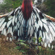 Fashion Butterfly Print Patchwork Cardigan Outerwear