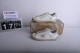 Golden Goose Super-Star White Tan (Women's) GWF00102-F002182-10803