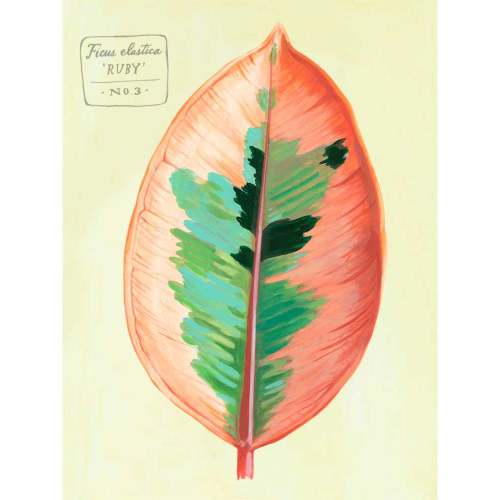 Leaf Series - Ficus Elastica Ruby