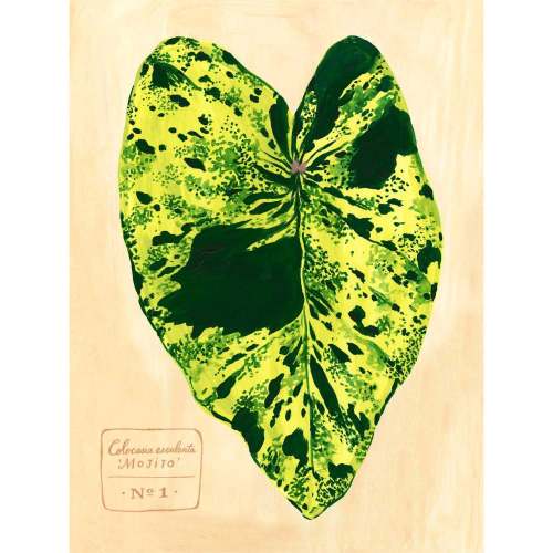Leaf Series - Colocasia Esculenta Mojito
