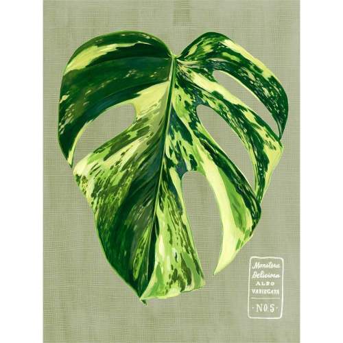 Leaf Series - Monstera Deliciosa Albo Variegata