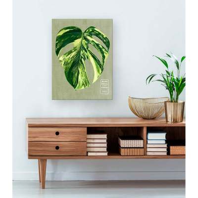 Leaf Series - Monstera Deliciosa Albo Variegata