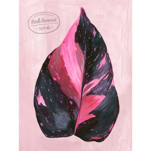 Leaf Series - Philodendron Pink Princess