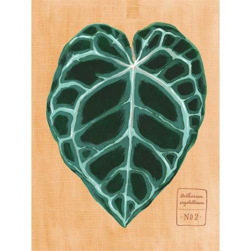 Leaf Series - Anthurium Crystallinum