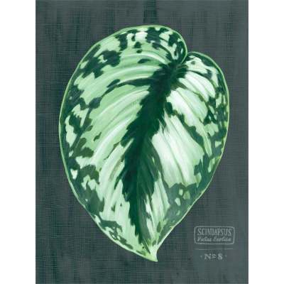 Leaf Series - Scindapsus Pictus Exotica