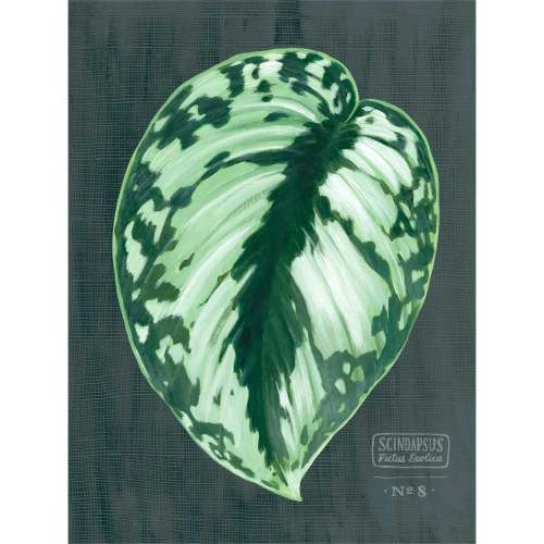 Leaf Series - Scindapsus Pictus Exotica