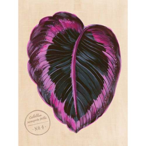 Leaf Series - Calathea Roseopicta Dottie