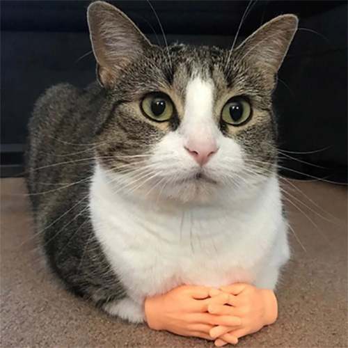 Funny Cat Massage Gloves