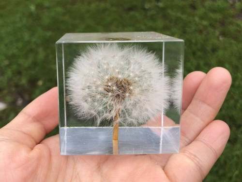 Dandelion Paperweight Cube – Elegant Desk Decor
