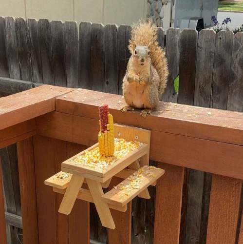 Squirrel Feeder Picnic Table - Charming Outdoor Feeding Station for Squirrels