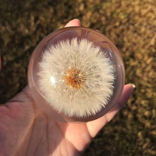 Dandelion Paperweight - Made from a Real Dandelion