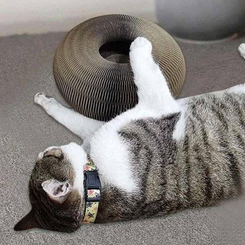Magic Organ Cat Scratching Board - Fun and Functional Cat Toy