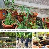 LAST DAY 48% OFF  Mist Cooling Automatic Irrigation System