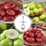Fruit Corer