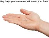 Mosquito Stamps