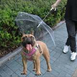 Pet Transparent Umbrella