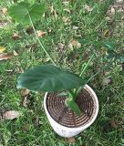 Plant Pot Grid Flower Pot Cover
