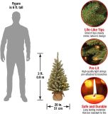 National Tree Company Pre-lit Artificial Mini Christmas Tree | Includes Small White LED Lights and Cloth Bag Base | Snowy Concolor Fir Burlap - 3 ft, Brown/Green