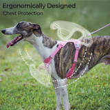 Complete Control Comfortable No-Pull Dog Harness and Leash