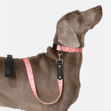 Fashion Print Nylon Lightweight Dog Collar Leash Walking Set
