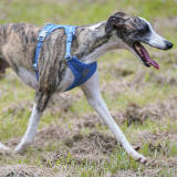 Complete Control Comfortable No-Pull Dog Harness and Leash