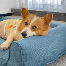 Waterproof Oxford Removable Washable Bolster Dog Sofa Bed