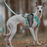Lightweight Waterproof Breathable Anti-Pull Dog Harness or Multifunctional Leash