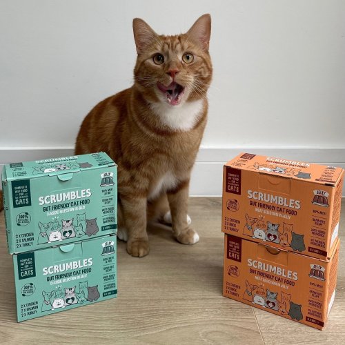 Free Wet Cat Food For Subscribers