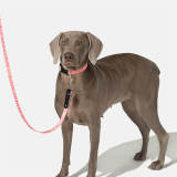 Fashion Print Nylon Lightweight Dog Collar Leash Walking Set