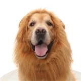 Lion Mane Dog Costume – Perfect for Halloween and Fun Occasions