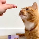 Krunchies: Calming Cat Treats