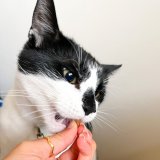 Krunchies: Cat Dental Treats