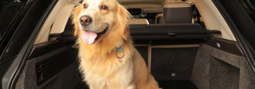 Essential Dog Road Trip Tips: Make Every Adventure with Your Pet Amazing